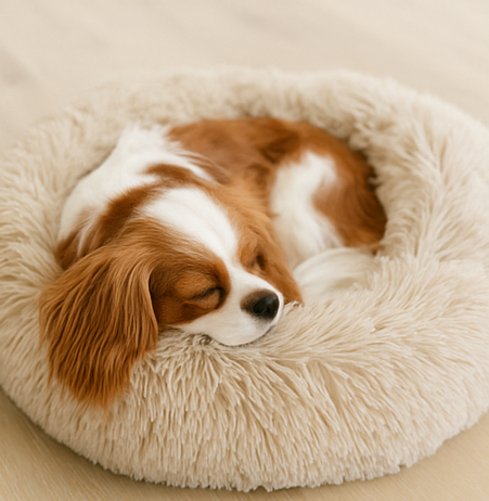 Dog on Bed 2